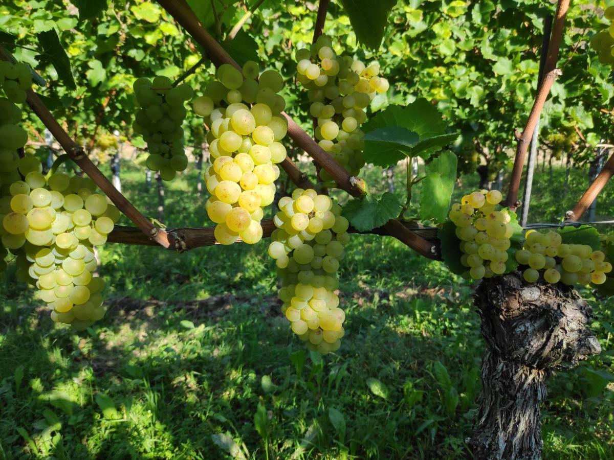 Weingut & Strausswirtschaft Vogel Apartment โฟกท์สบวร์ก ภายนอก รูปภาพ
